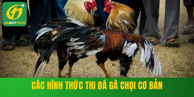 Các hình thức thi đá gà chọi cơ bản