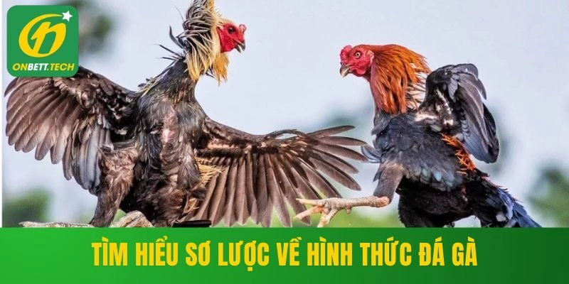 Tìm hiểu sơ lược về hình thức đá gà
